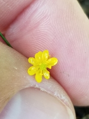 Ranunculus flammula filiformis