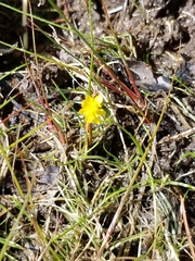 Ranunculus flammula filiformis
