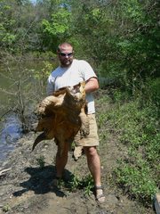 Macrochelys temminckii