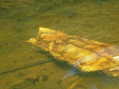 Macrochelys temminckii