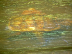 Macrochelys temminckii