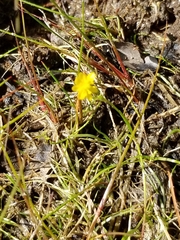 Ranunculus flammula filiformis