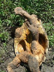 Macrochelys temminckii