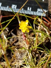 Ranunculus flammula filiformis