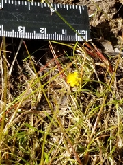 Ranunculus flammula filiformis