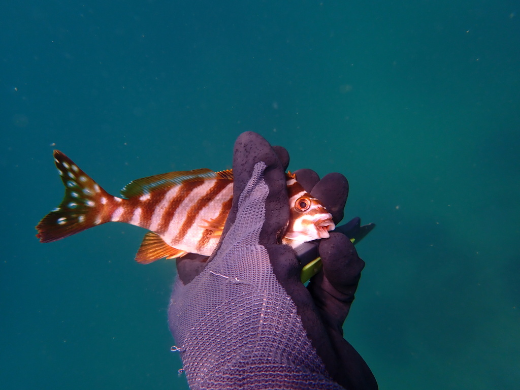 Spottedtail morwong (Cheilodactylus zonatus) — Cheilodactylidae