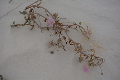 Abronia angustifolia