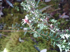 Diplostephium hartwegii