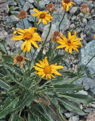 Senecio doronicum