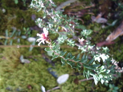 Diplostephium hartwegii