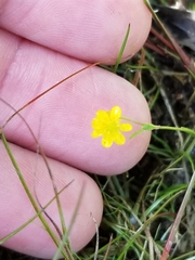 Ranunculus flammula filiformis