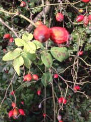 Rosa canina