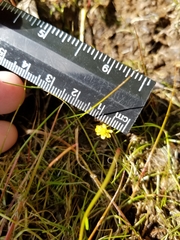 Ranunculus flammula filiformis