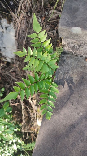 Fortune's Holly-fern