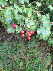 Crataegus monogyna