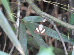 Nyctemera tripunctaria