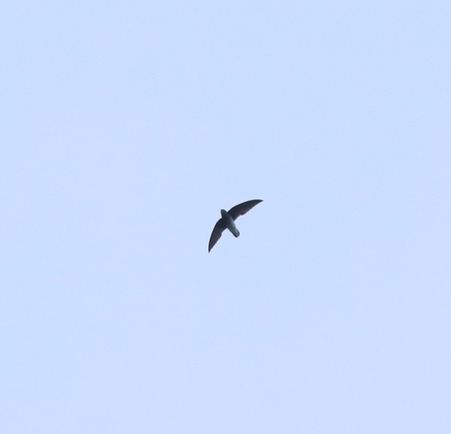 Indiensegler (Zoonavena sylvatica)