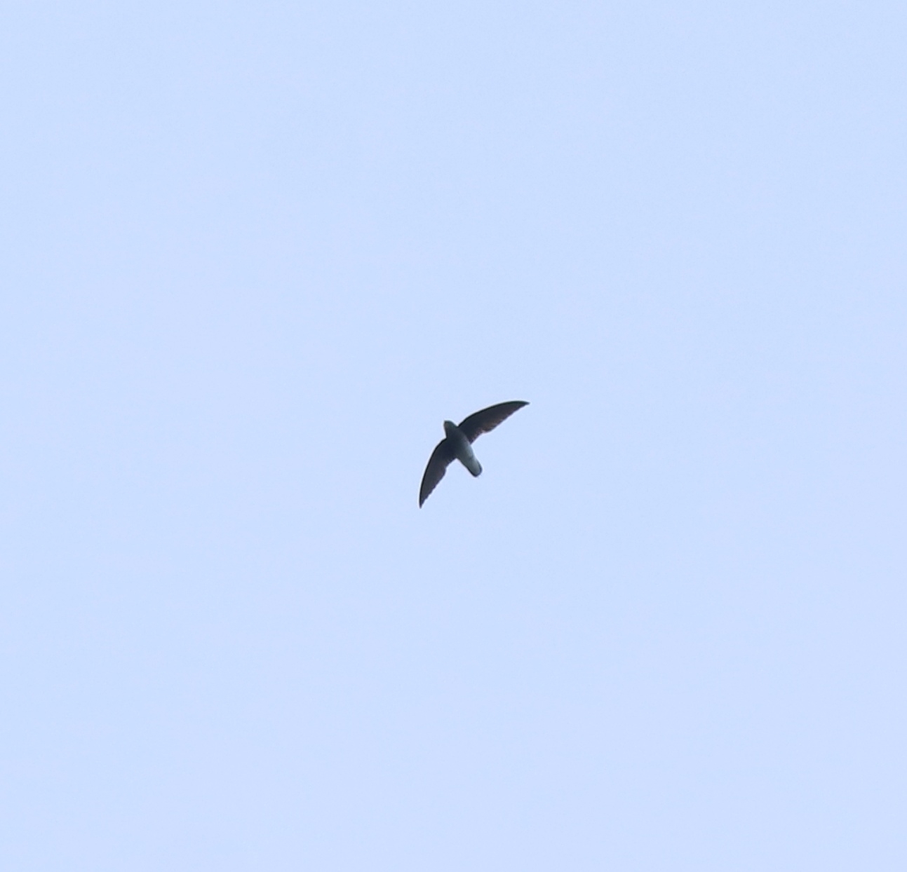 White-rumped Spinetail (Zoonavena sylvatica), photo 3