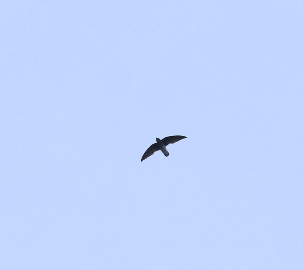 White-rumped Spinetail (Zoonavena sylvatica), photo 4