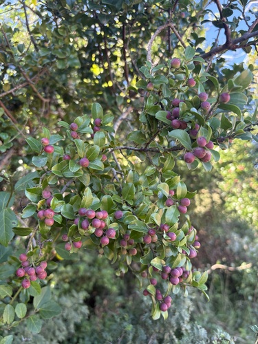 Scutia myrtina