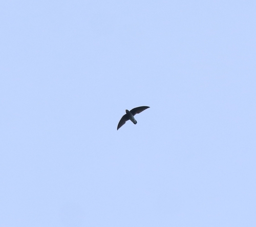 White-rumped Spinetail (Zoonavena sylvatica), photo 7