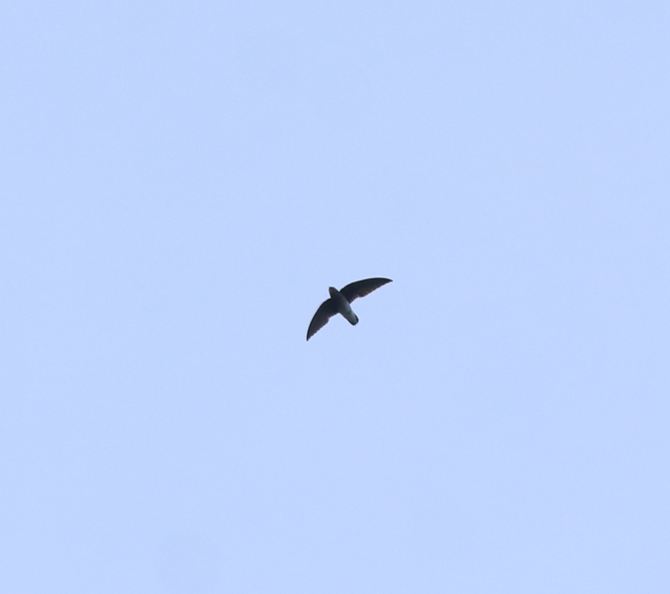 White-rumped Spinetail (Zoonavena sylvatica), photo 5