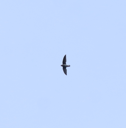 White-rumped Spinetail (Zoonavena sylvatica), photo 8