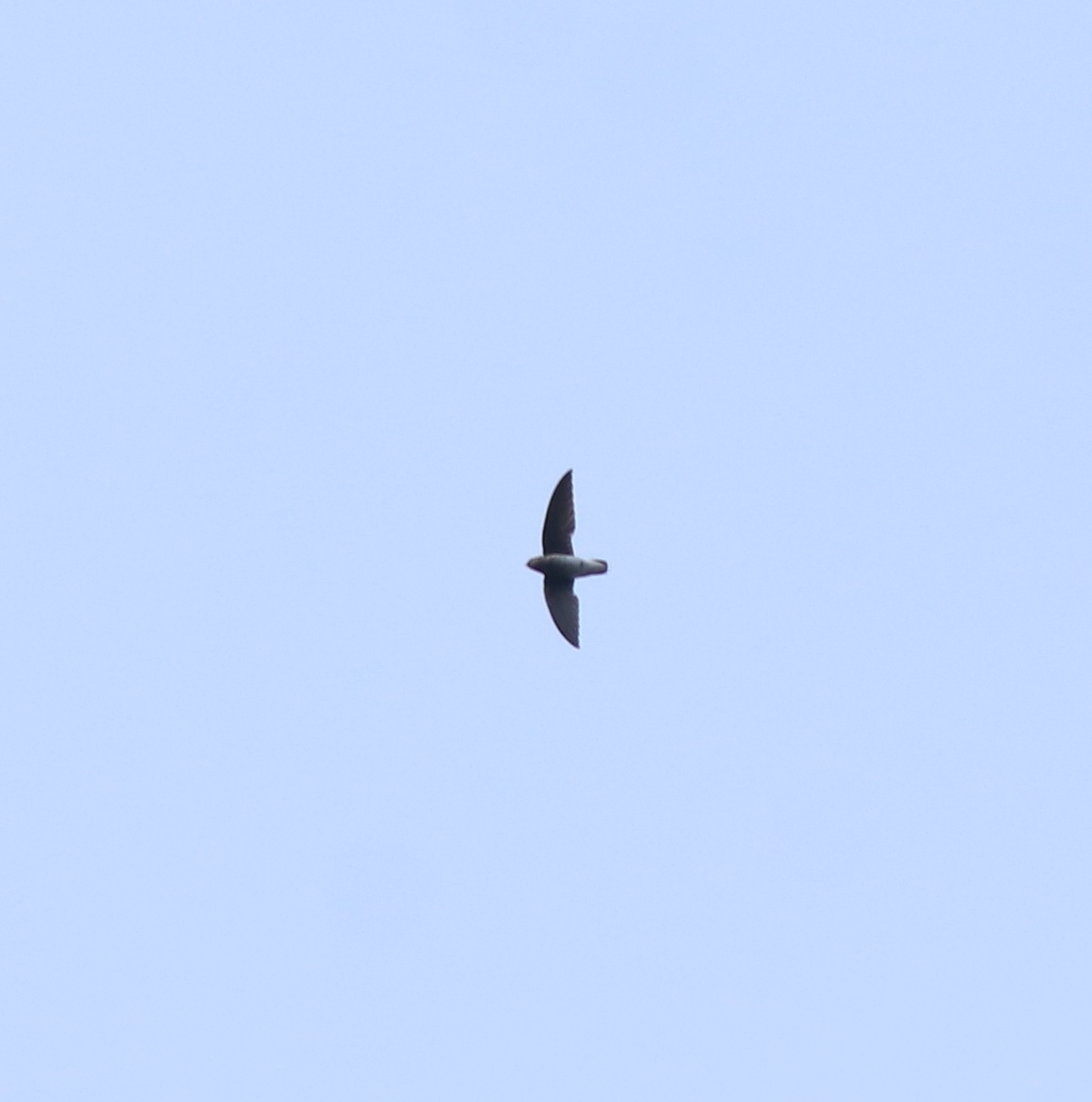 White-rumped Spinetail (Zoonavena sylvatica), photo 6