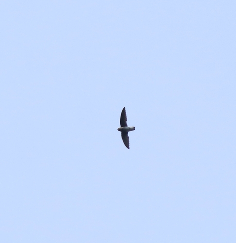 White-rumped Spinetail (Zoonavena sylvatica), photo 9