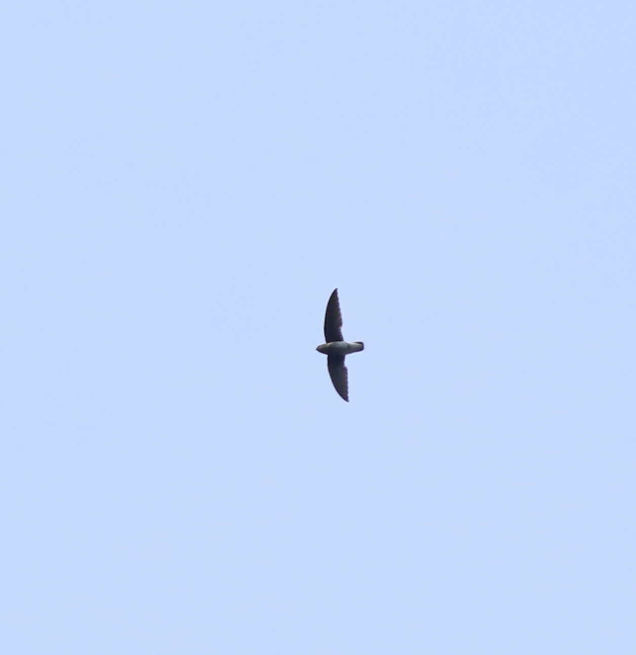 White-rumped Spinetail (Zoonavena sylvatica), photo 7