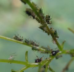 Impatientinum asiaticum
