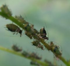 Impatientinum asiaticum