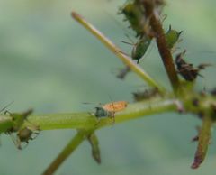 Impatientinum asiaticum