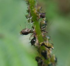 Impatientinum asiaticum