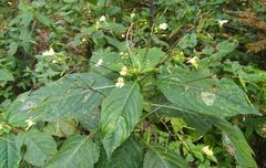 Impatientinum asiaticum
