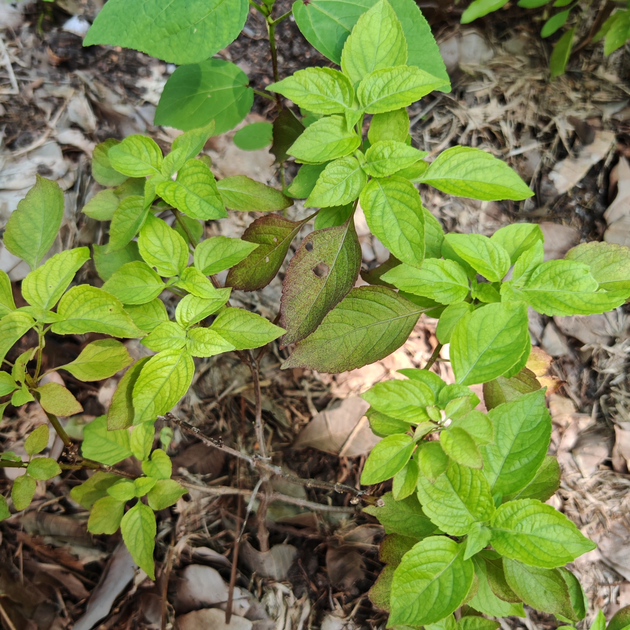 Albahaca limón