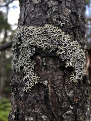 Hypogymnia incurvoides