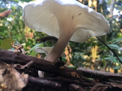 Agaricales