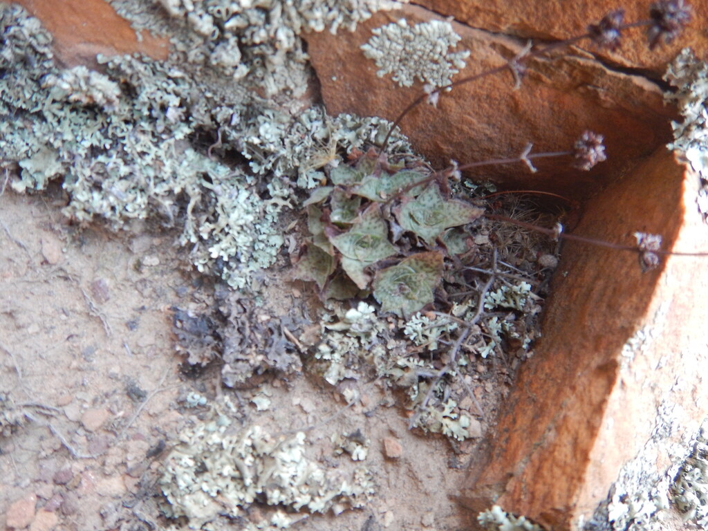 Crassula montana 2