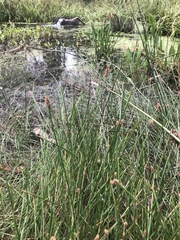 Eleocharis macrostachya