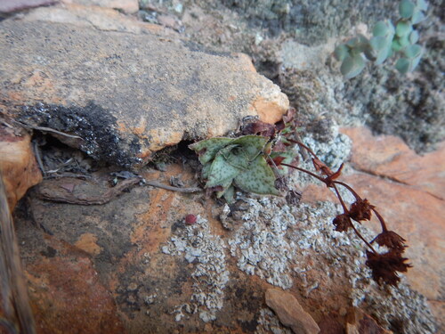 Image of Crassula montana by (c) James Deacon, some rights reserved (CC BY-SA)