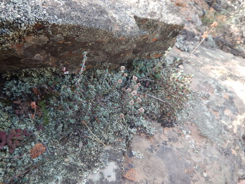 Antimima dasyphylla