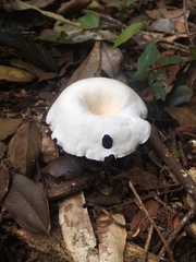 Agaricales