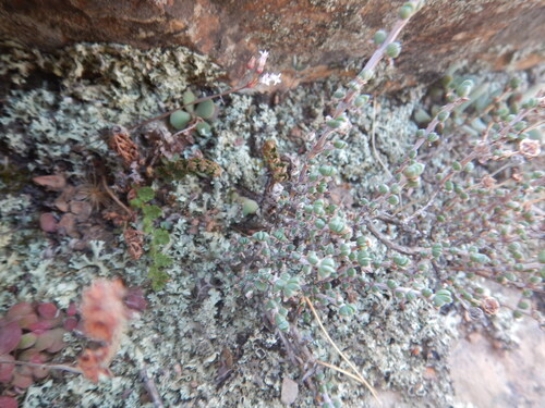 Antimima dasyphylla