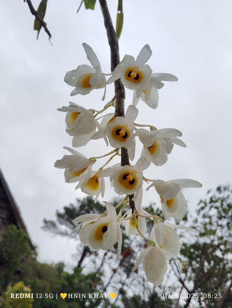 Dendrobium bensoniae Rchb.f.