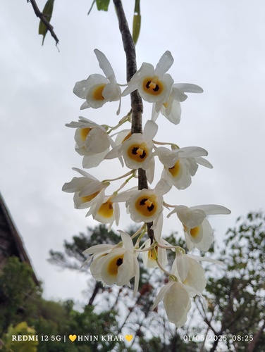 Dendrobium bensoniae