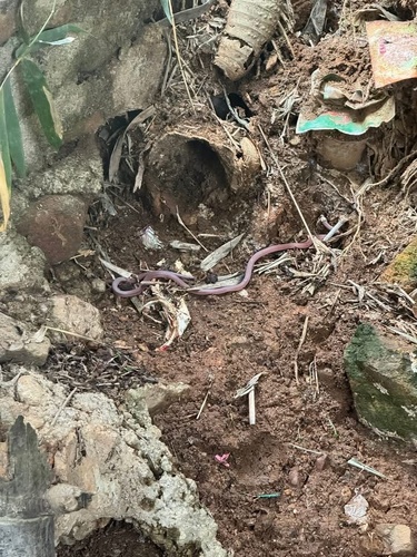 Gore's coral snake