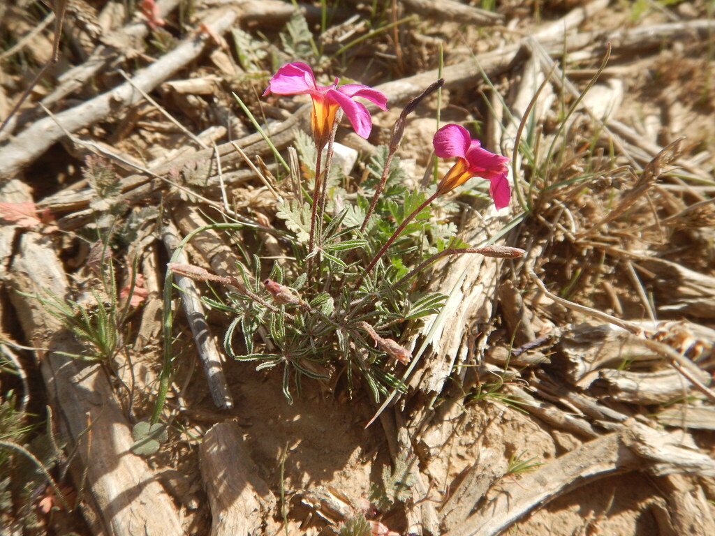 Oxalis capillacea (Oxalis capillacea)