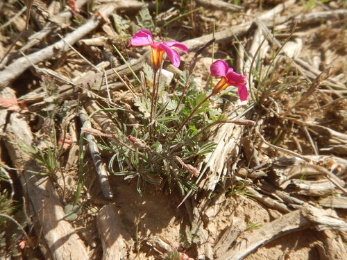 Oxalis capillacea (Oxalis capillacea)