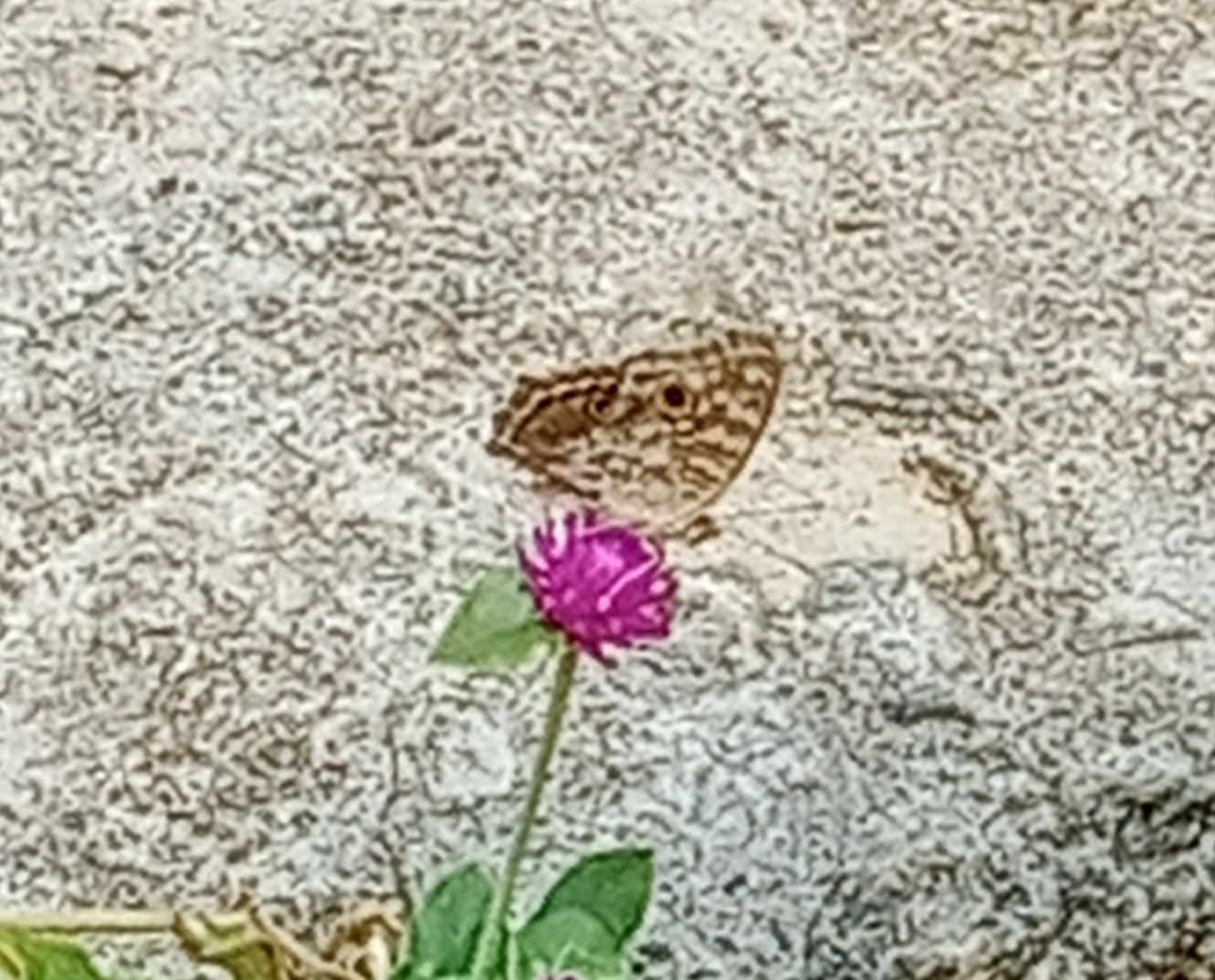 Lemon Pansy